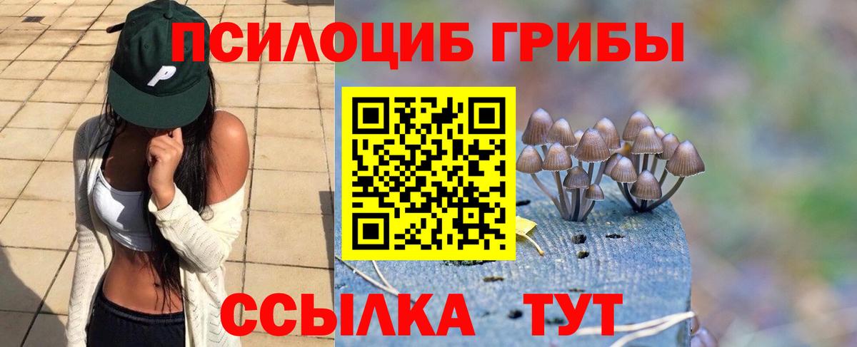 Псилоцибиновые грибы Psilocybe Серпухов